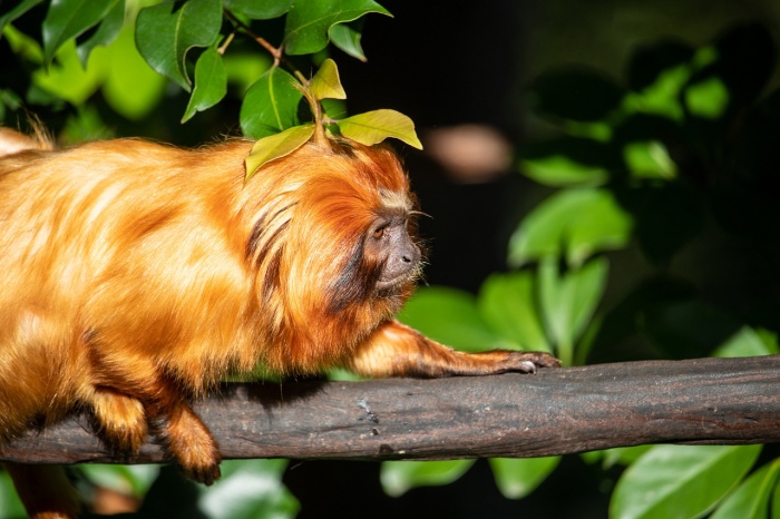 International Golden Lion Tamarin Day - Golden Lion Tamarin