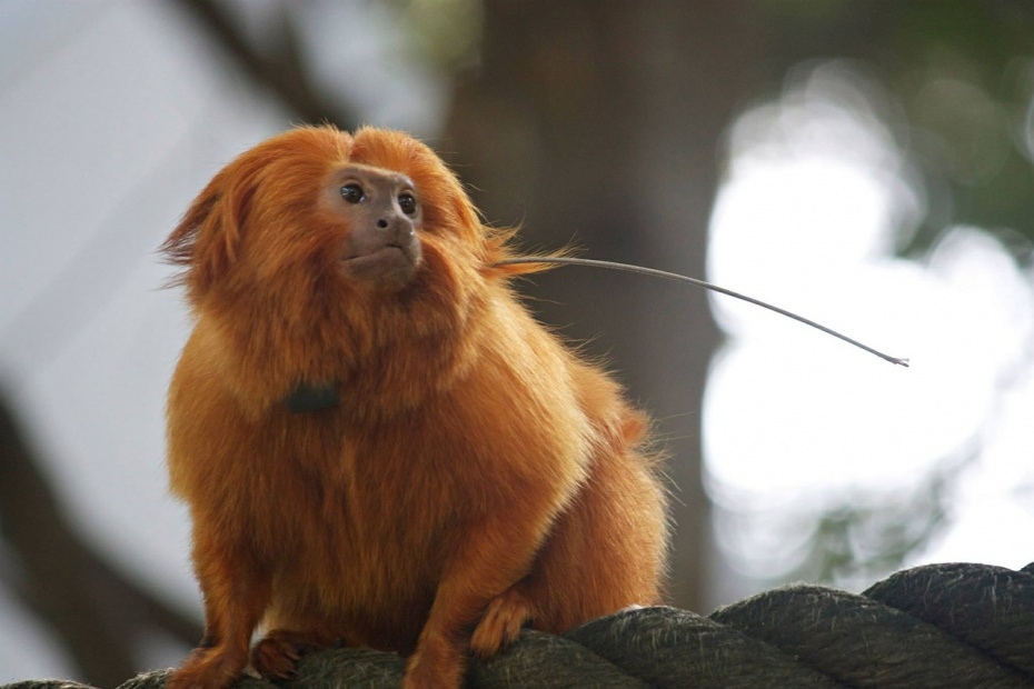 Golden Lion Tamarin