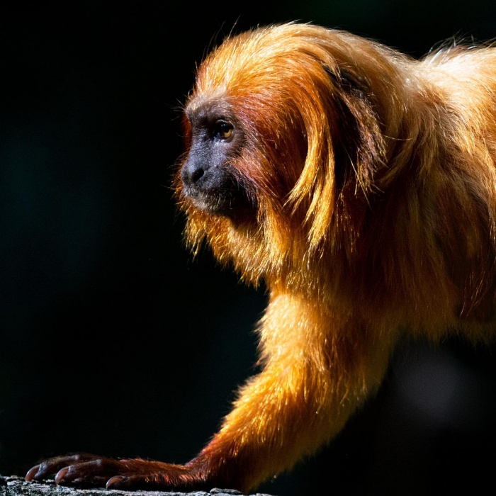 International Golden Lion Tamarin Day - Golden Lion Tamarin