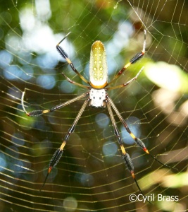 Central America Arachnids and Arthropods - Golden Orb Spider