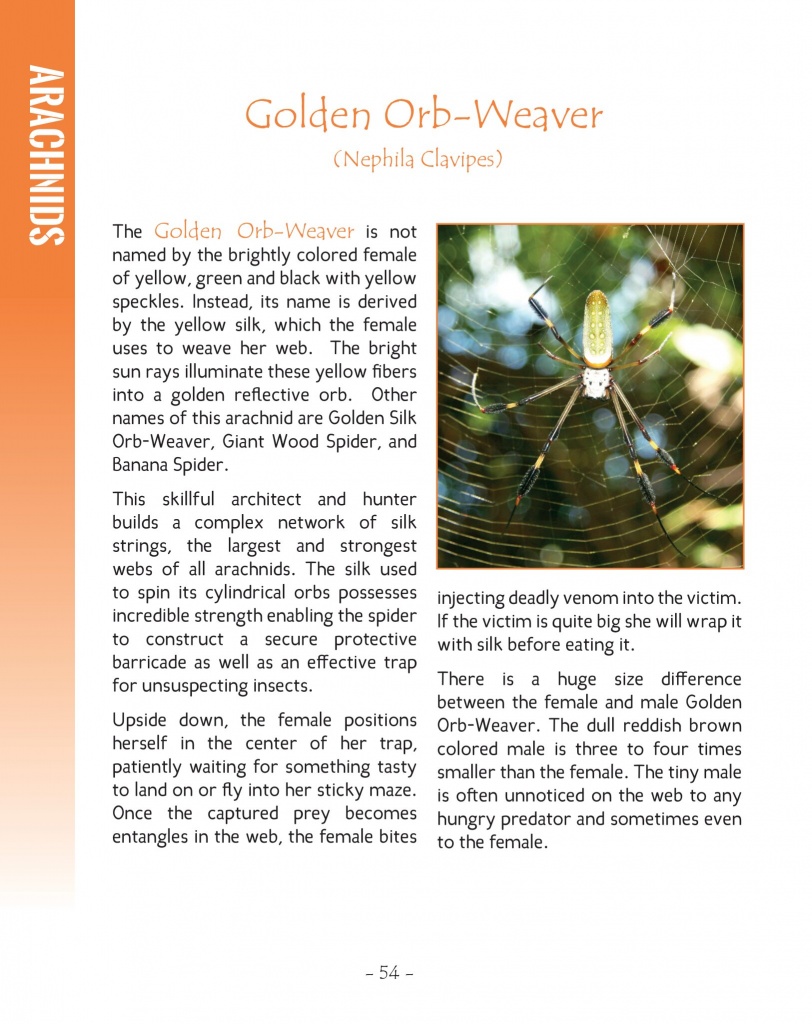Golden Orb-Weaver - Wildlife in Central America 2 - Page 54