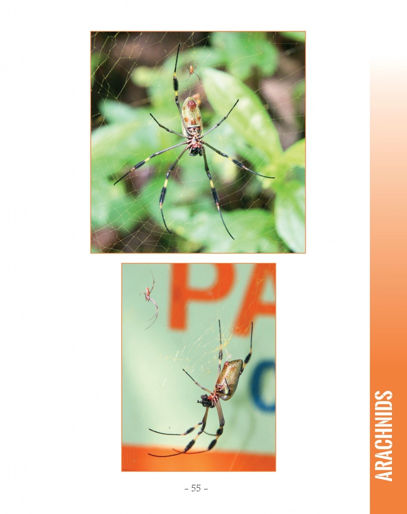 Golden Orb-Weaver - Wildlife in Central America 2 - Page 55