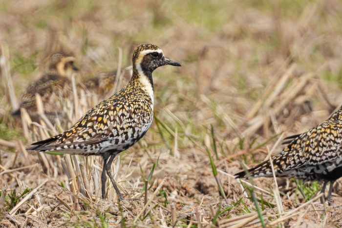 Plover Appreciation Day - Golden Plover 