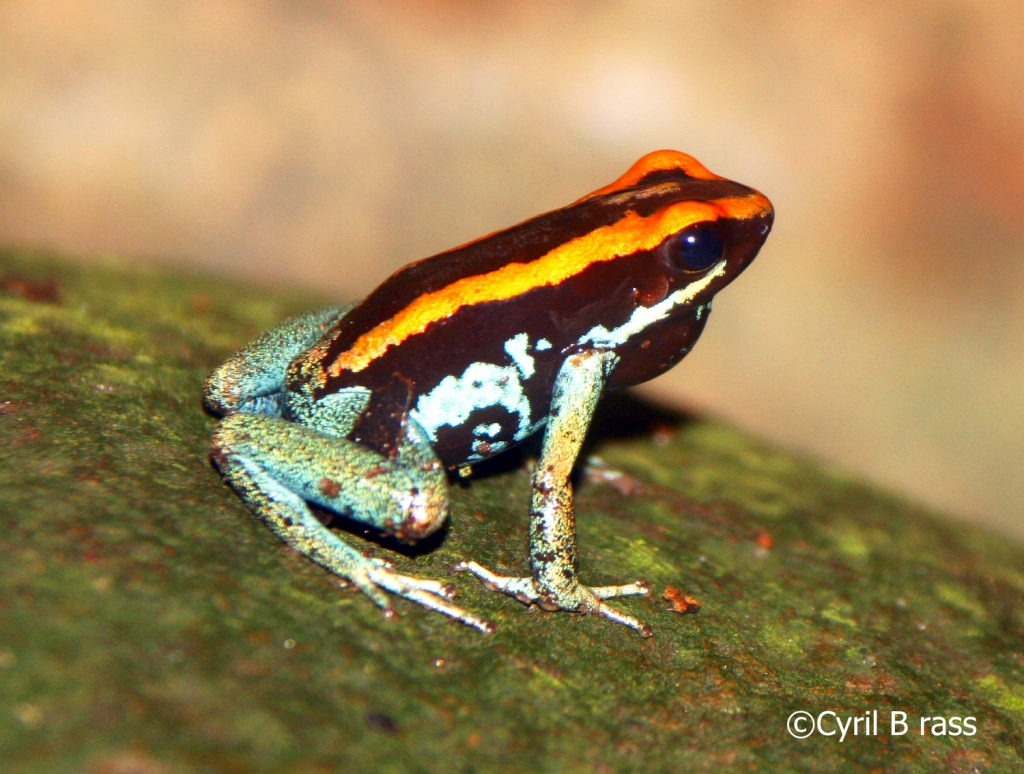 Golfodulcean Poison Dart Frog