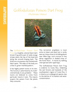 Poison Dart Frogs in Central America - Golfodulcean Poison Dart Frog - Wildlife in Central America - Page 26