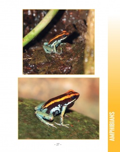 Poison Dart Frogs in Central America - Golfodulcean Poison Dart Frog - Wildlife in Central America - Page 27