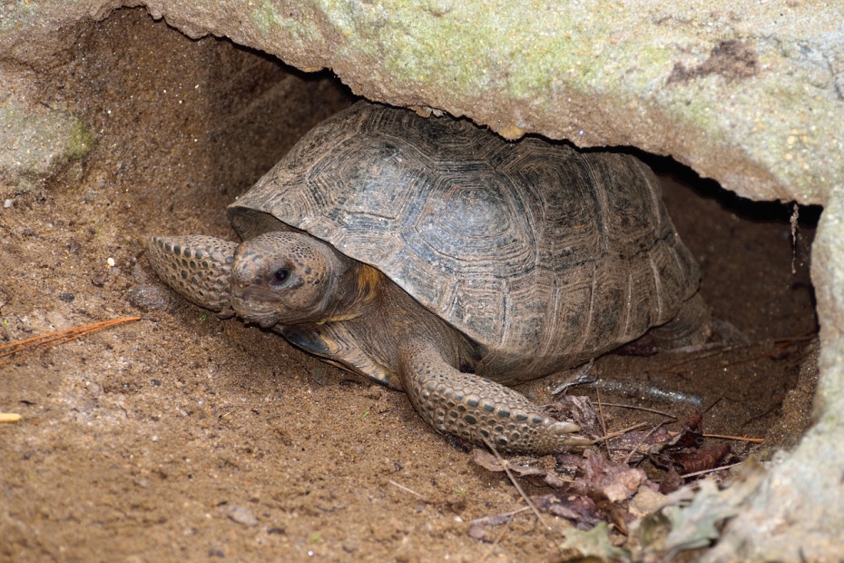 Gopher Tortoise