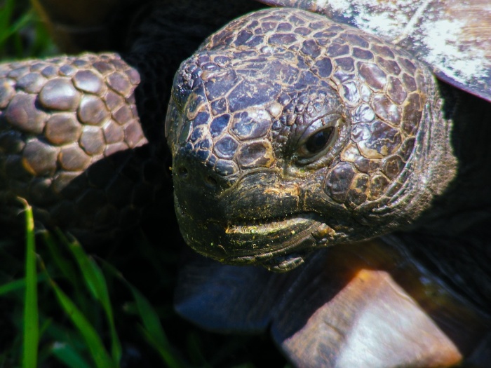 Gopher Tortoise Day - Gopher Tortoise