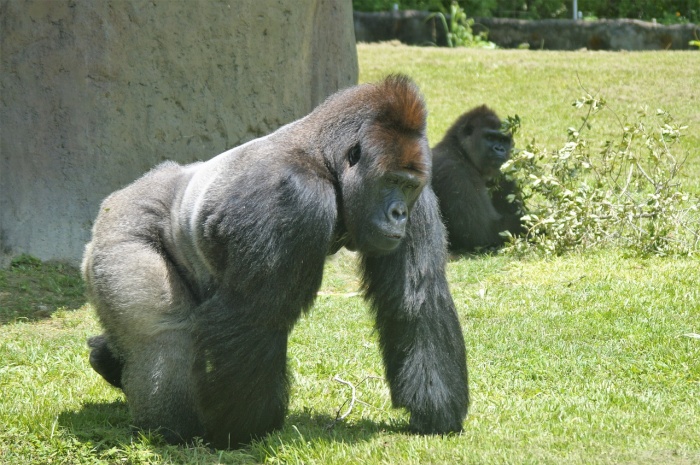 World Gorilla Day - Gorilla