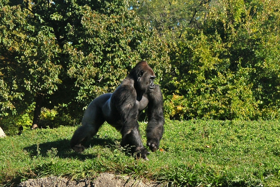 Gorilla