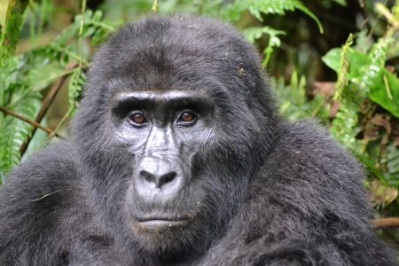 World Primate Day - Gorilla