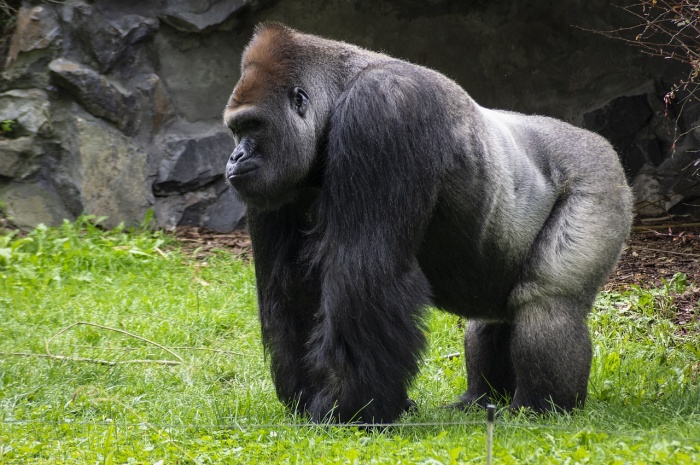 World Gorilla Day - Gorilla