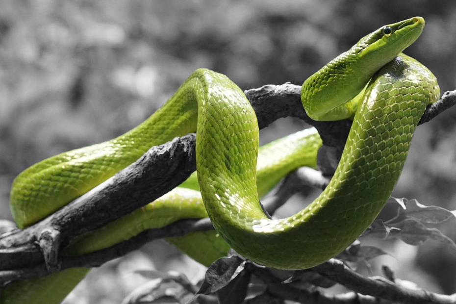 Grass Snake