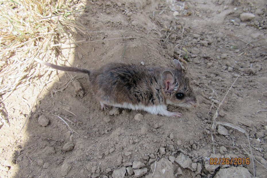 Grasshopper Mouse