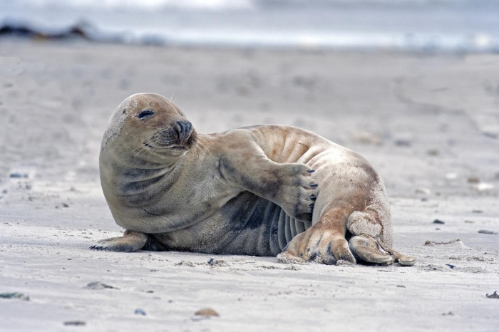 Gray Seal