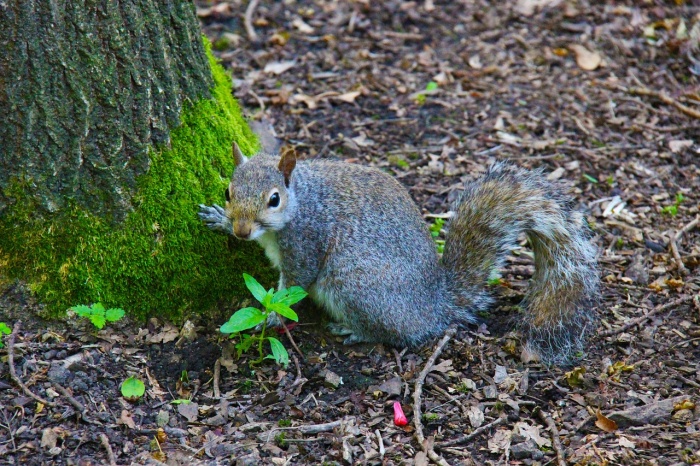 Squirrel Appreciation Day - Gray Squirrel