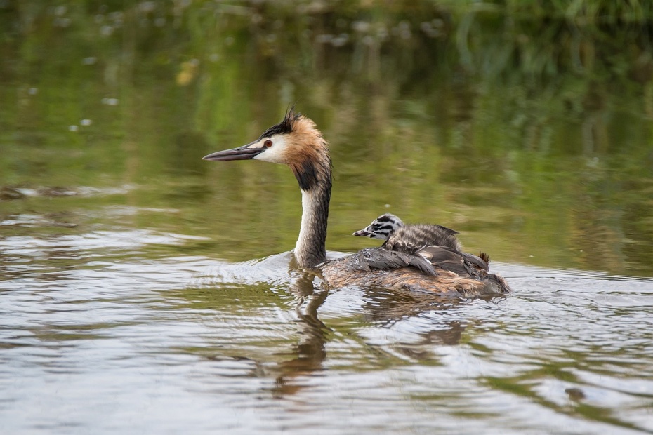 Hooded Grebe