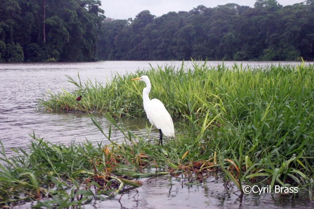 Central America Birds - Great Egret