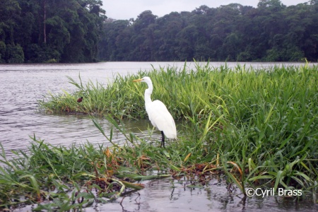 Great Egret