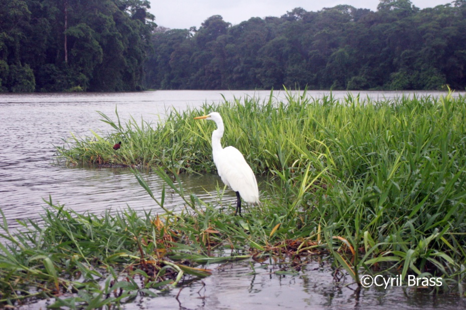 Great Egret