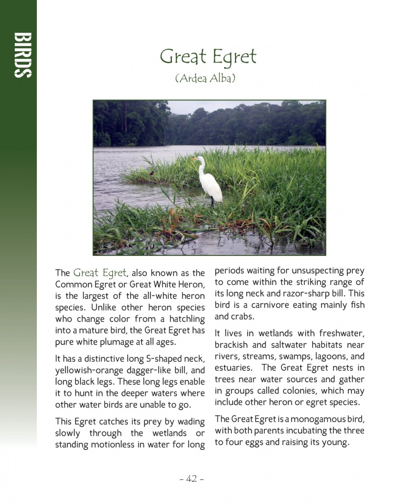 Great Egret - Wildlife in Central America 2 - Page 42