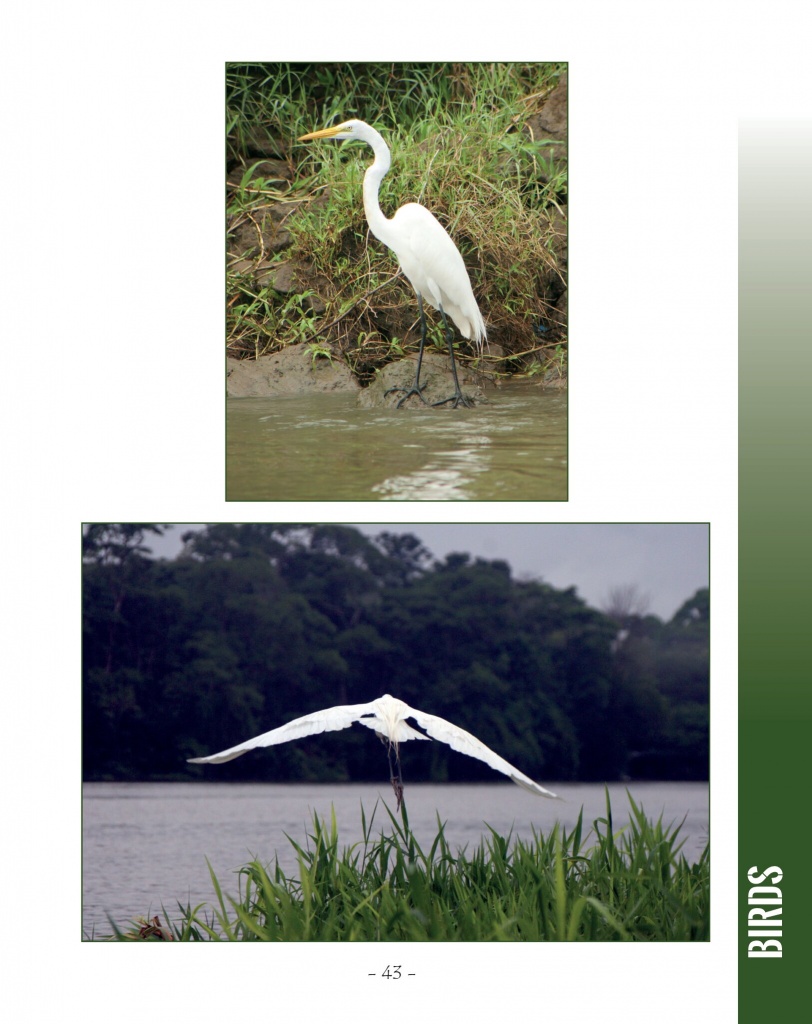 Great Egret - Wildlife in Central America 2 - Page 43