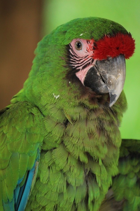 Great Green Macaw Video - Great Green Macaw