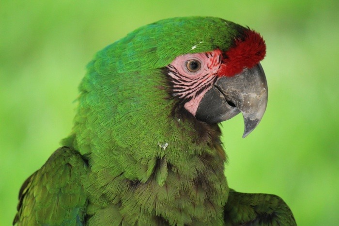 National Bird Day - Great Green Macaw