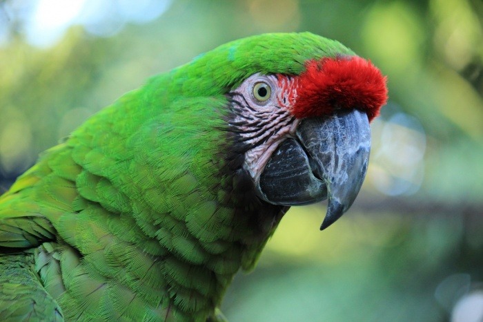 World Wildlife Conservation Day - Great Green Macaw