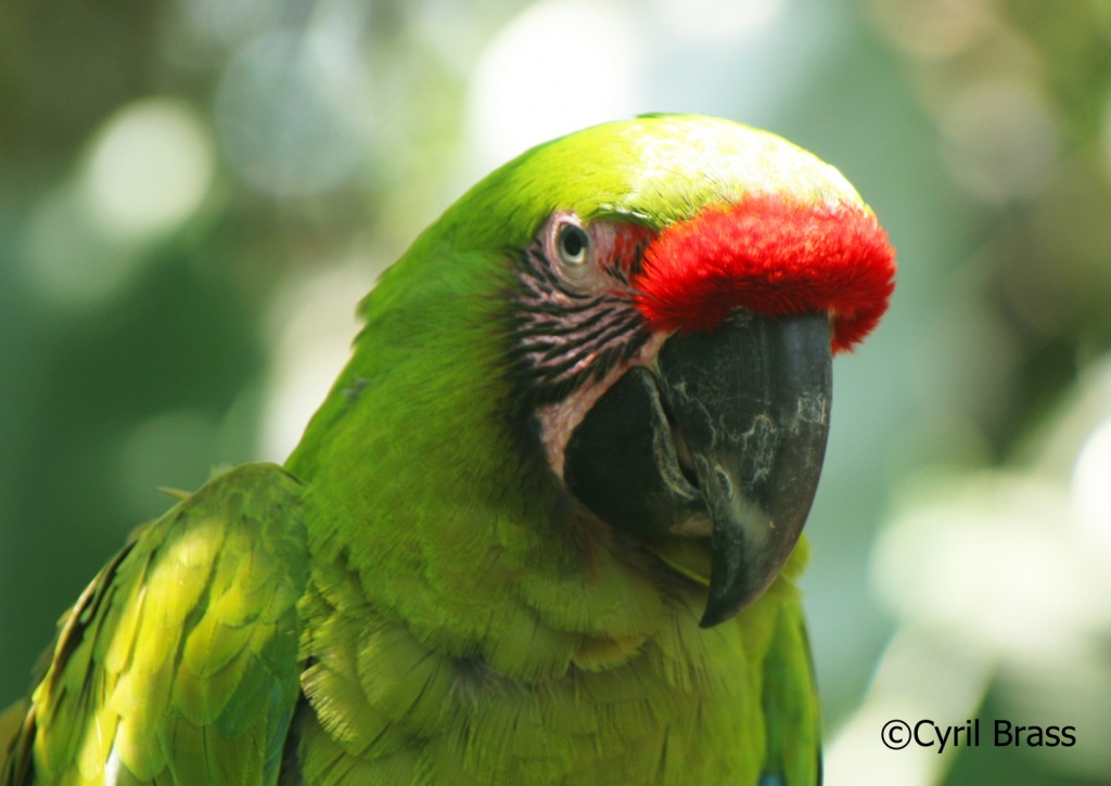 Central America Birds - Great Green Macaw