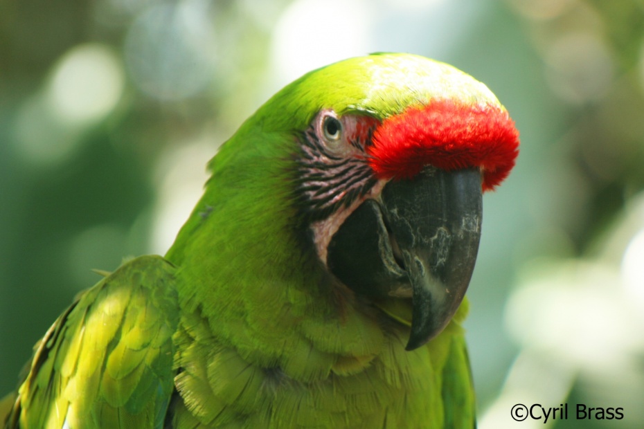 Great Green Macaw