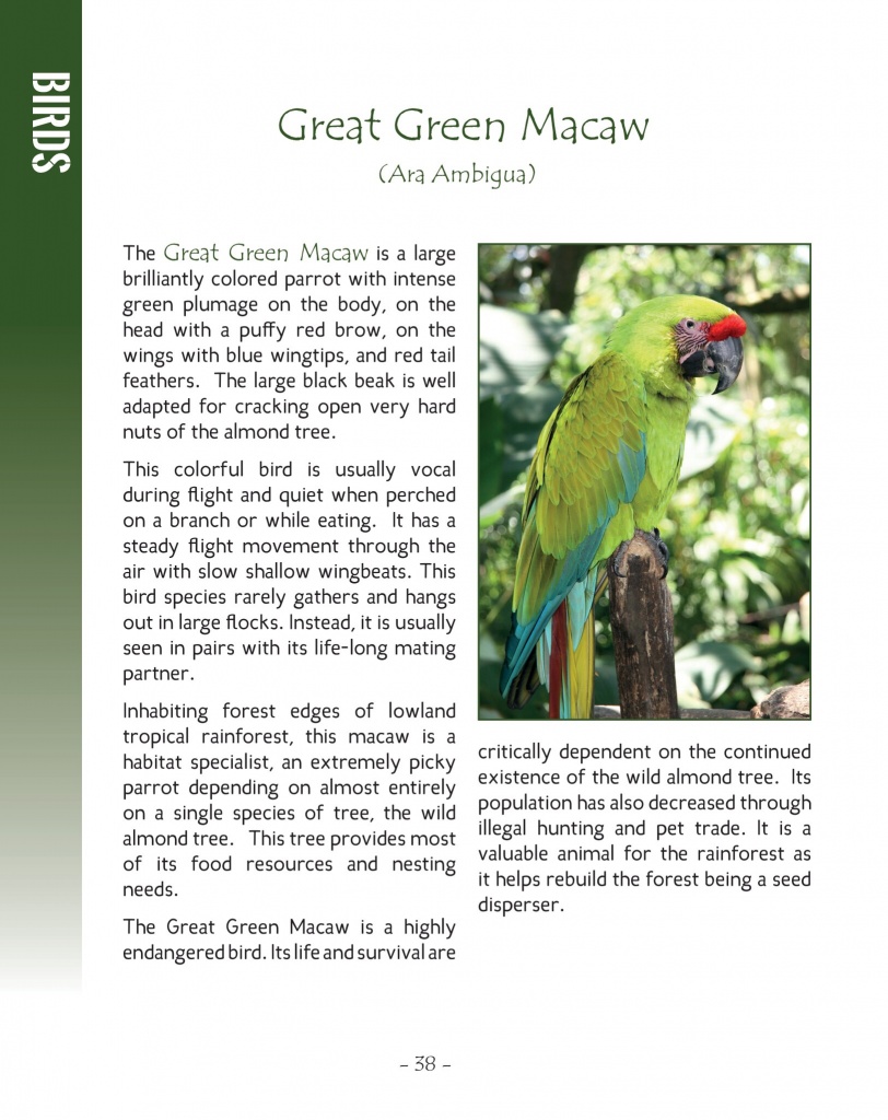 Scarlet Macaw and Great Green Macaw - Great Green Macaw- Wildlife in Central America 2 - Page 38