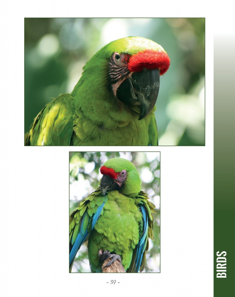 Scarlet Macaw and Great Green Macaw - Great Green Macaw- Wildlife in Central America 2 - Page 39