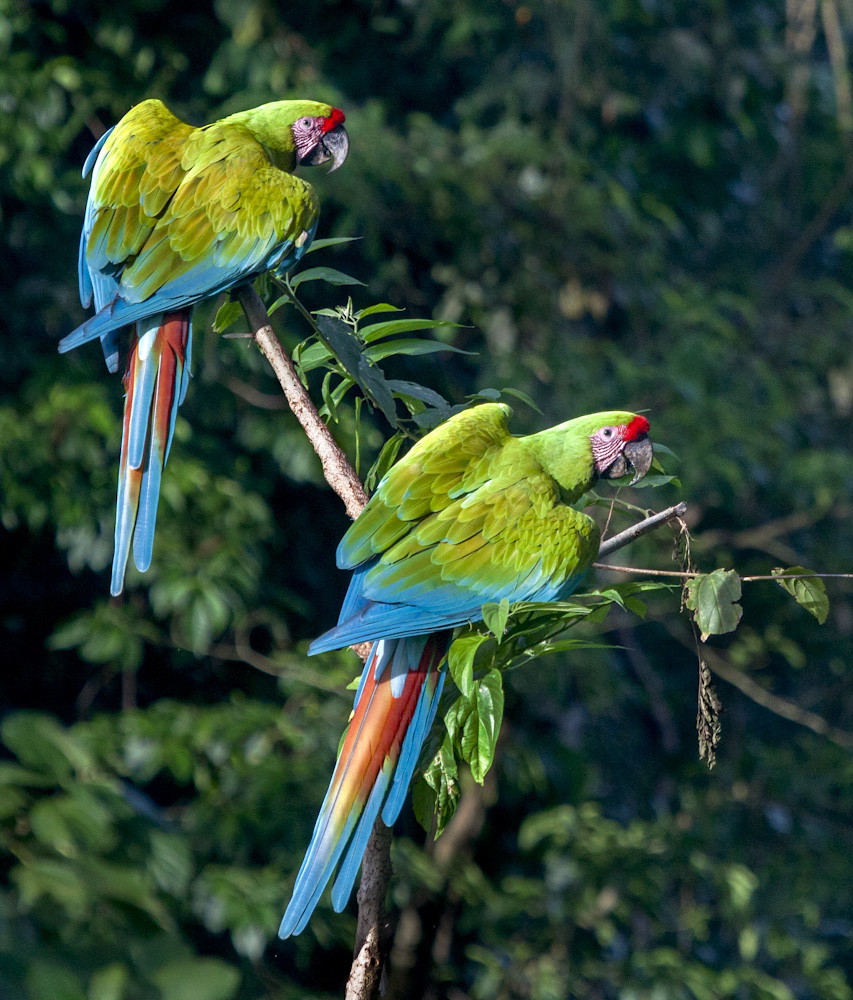 Great Green Macaws 