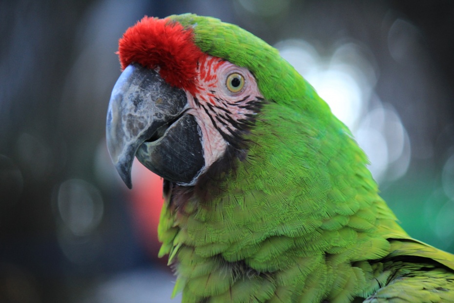 Great Grenn Macaw