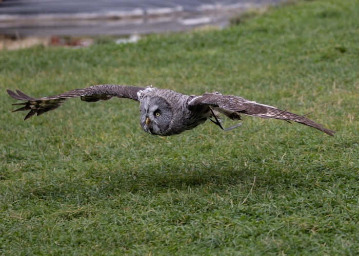 International Owl Awareness Day - Great Grey Owl