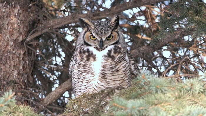 International Owl Awareness Day - Great Horned Owl