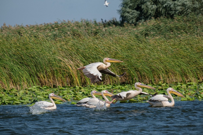 National Wildlife Ecology Day - Great White Pelicans