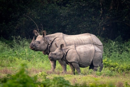 Rhinoceros Species - Greater One Horned Rhinoceros