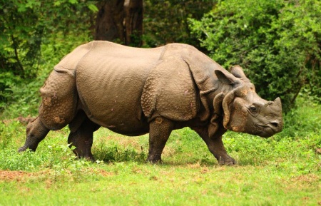 Rhinoceros Species - Greater One Horned Rhinoceros