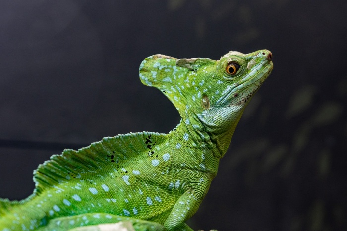 World Lizard Day - Green Basilisk 