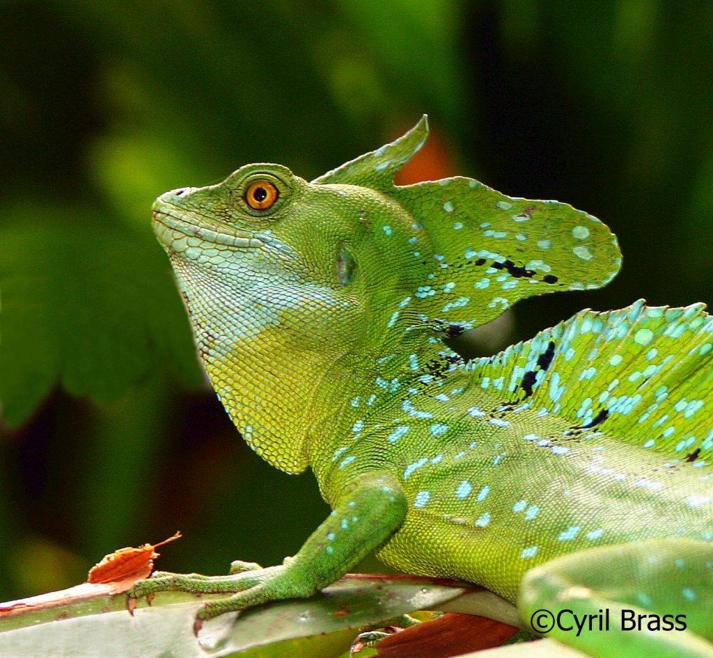 Reptiles in Central America - Green Basilisk