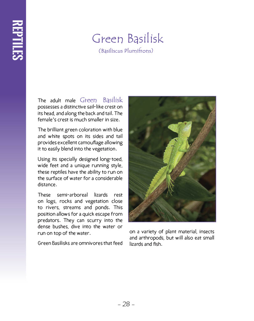 Green Basilisk - Wildlife in Central America 1 - Page 28