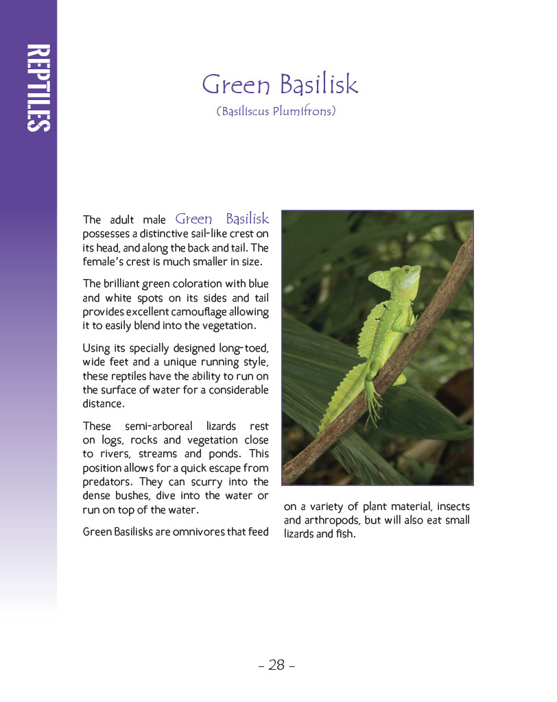 Green Basilisk and Brown Basilisk - Green Basilisk - Wildlife in Central America 1 - Page 28