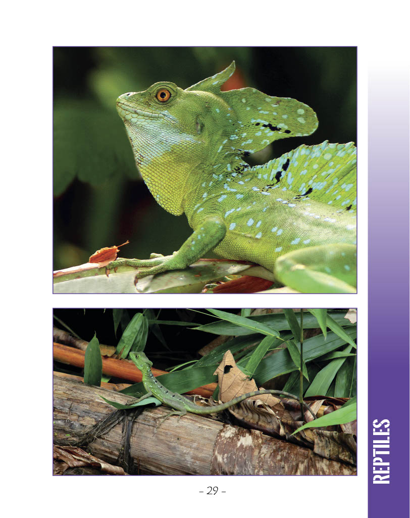 Green Basilisk and Brown Basilisk - Green Basilisk - Wildlife in Central America 1 - Page 29