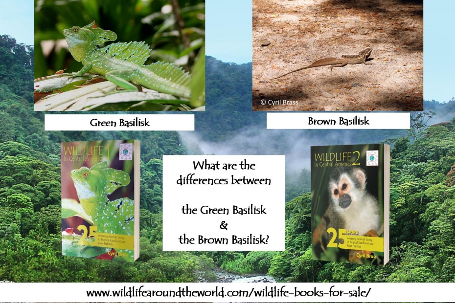 Green Basilisk and Brown Basilisk