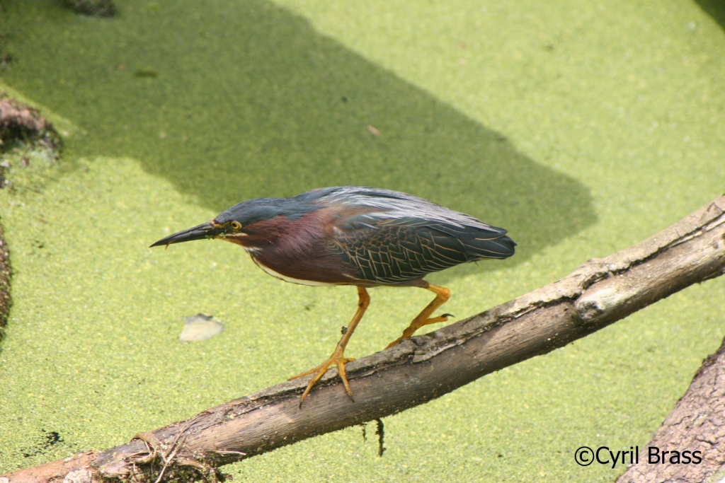 Birds in Central America - Green Heron