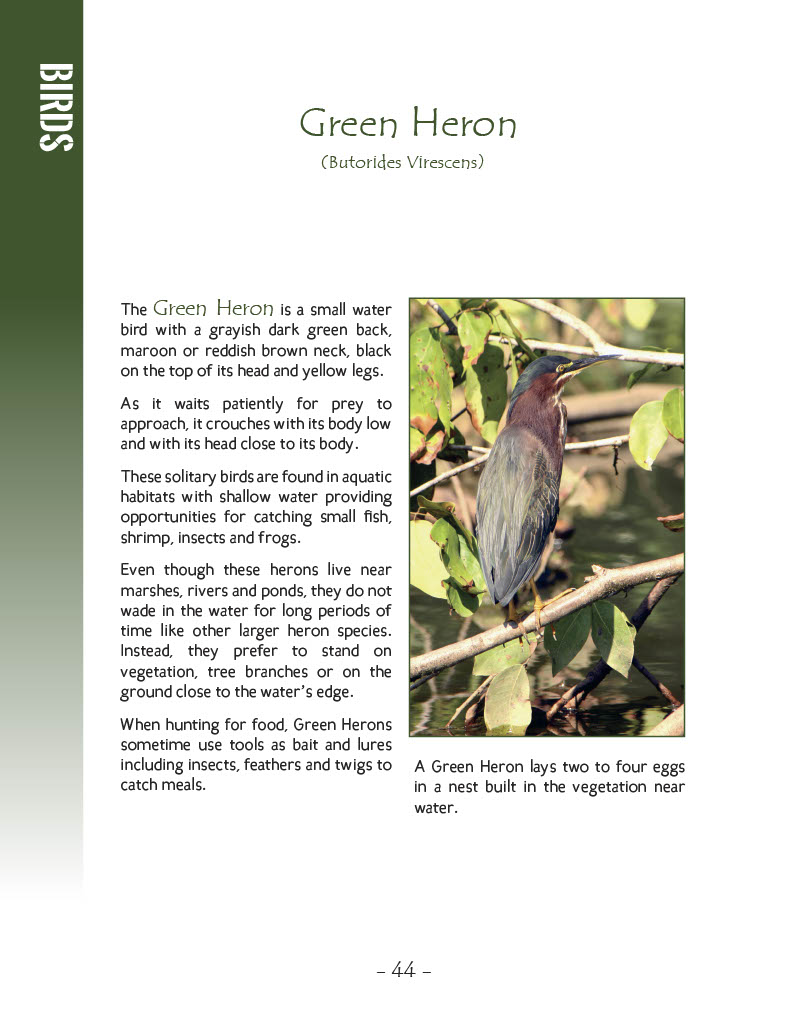 Green Heron - Wildlife in Central America 1 - Page 44