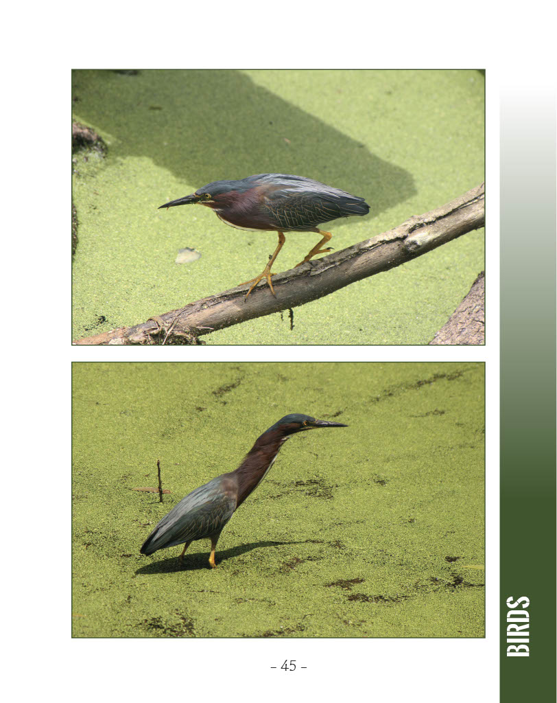 Green Heron - Wildlife in Central America 1 - Page 45