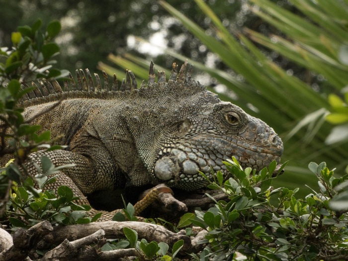 Reptile Awareness Day - Green Iguana